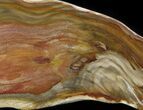 Polished, Jurassic Petrified Wood (Conifer) - Australia #41893-1